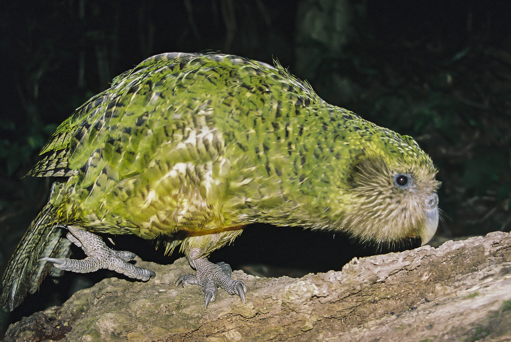 Curious green kakapo