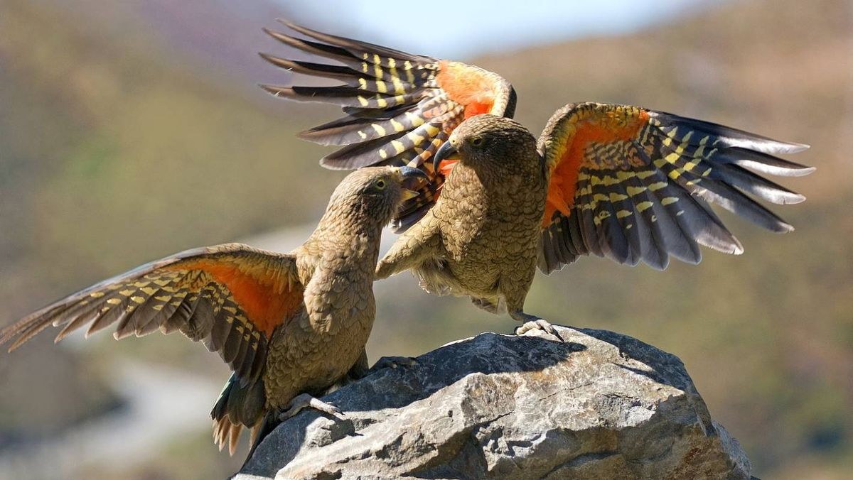 Two Kea parots with brightly colored unfurled wings