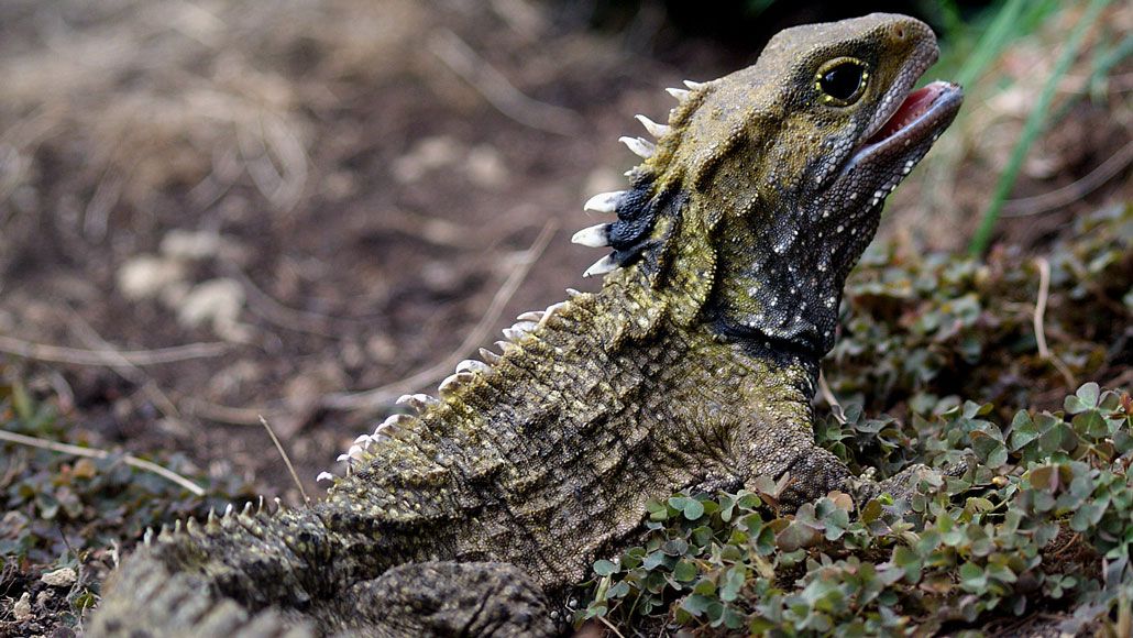 Prehistoric tuatara lizard with open mouth